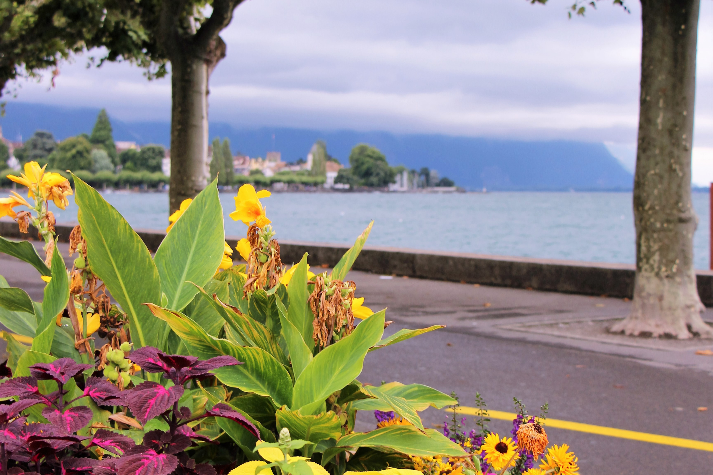 vevey (2).webp